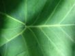 leaf macro lines