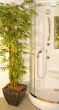 shower tree plant