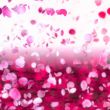 Cherry blossoms