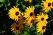 little sunflowers