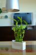lucky bamboo