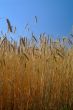 wheat field