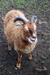 Primitive Soay Breed