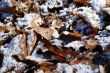 Frosted Leaves