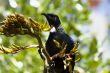 Tui on flax