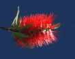 Bottle brush tree flower