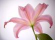 pink lily