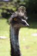 Curious ostrich