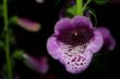 Foxglove