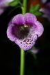 Foxglove