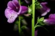 Foxglove