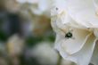 Fly on rose
