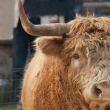 highland cow portrait