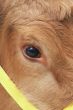 cows eye