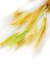 Wheat