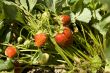 red strawberry