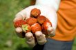 Garden strawberry