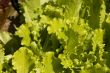 colorful lettuce leaves