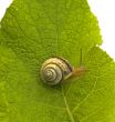 Snail