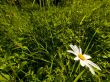 Chamomiles in forest