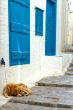 Dog at the house on the footpath