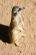 Meerkat