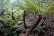Rain Forest