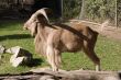 Mountain Goat