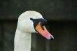 swan face head