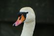 swan face head