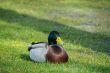 male duck