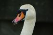 swan face head