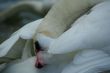 swan cleaning