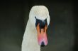 swan face head