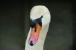 swan face head