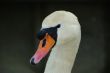 swan face head