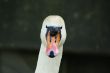 swan face head