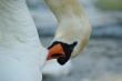 swan cleaning
