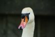 swan face head