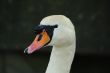 swan face head