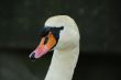 swan face head