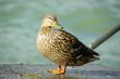 duck female brown