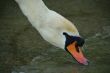 swan face head water