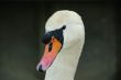 swan face head