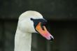 swan face head
