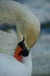 swan cleaning