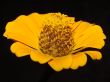 flower yellow