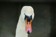 swan face head