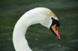 swan face head side