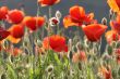 Poppy in the sun